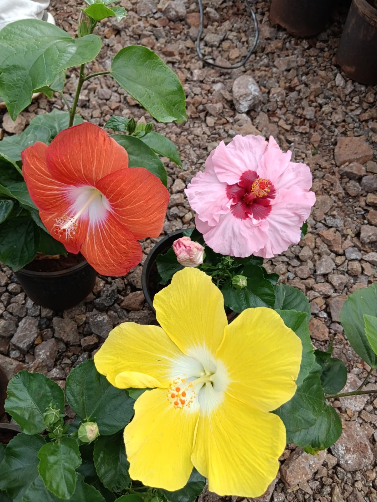 Orange, pink and yellow hibiscus flowers on potted plants at the nursery