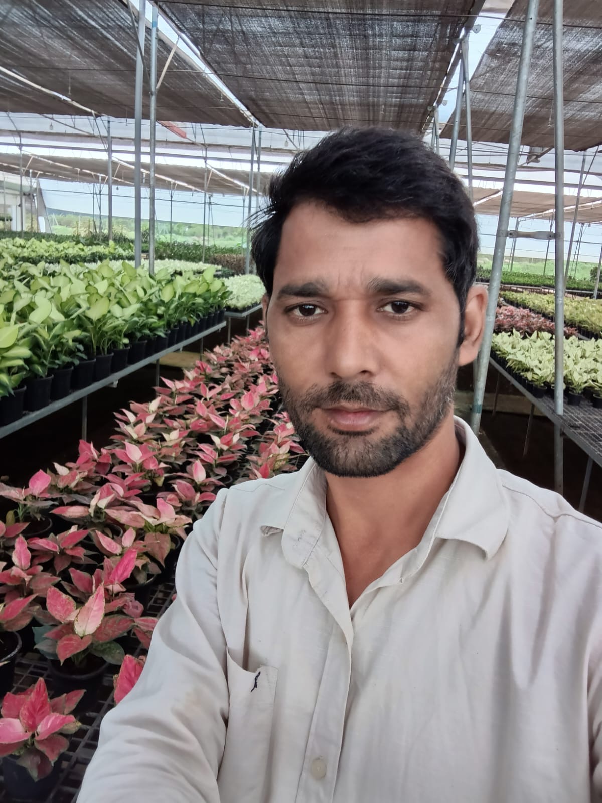 Anand Meena, owner of Deepu Nursery, standing between rows of aglaonema plants inside the nursery shade house