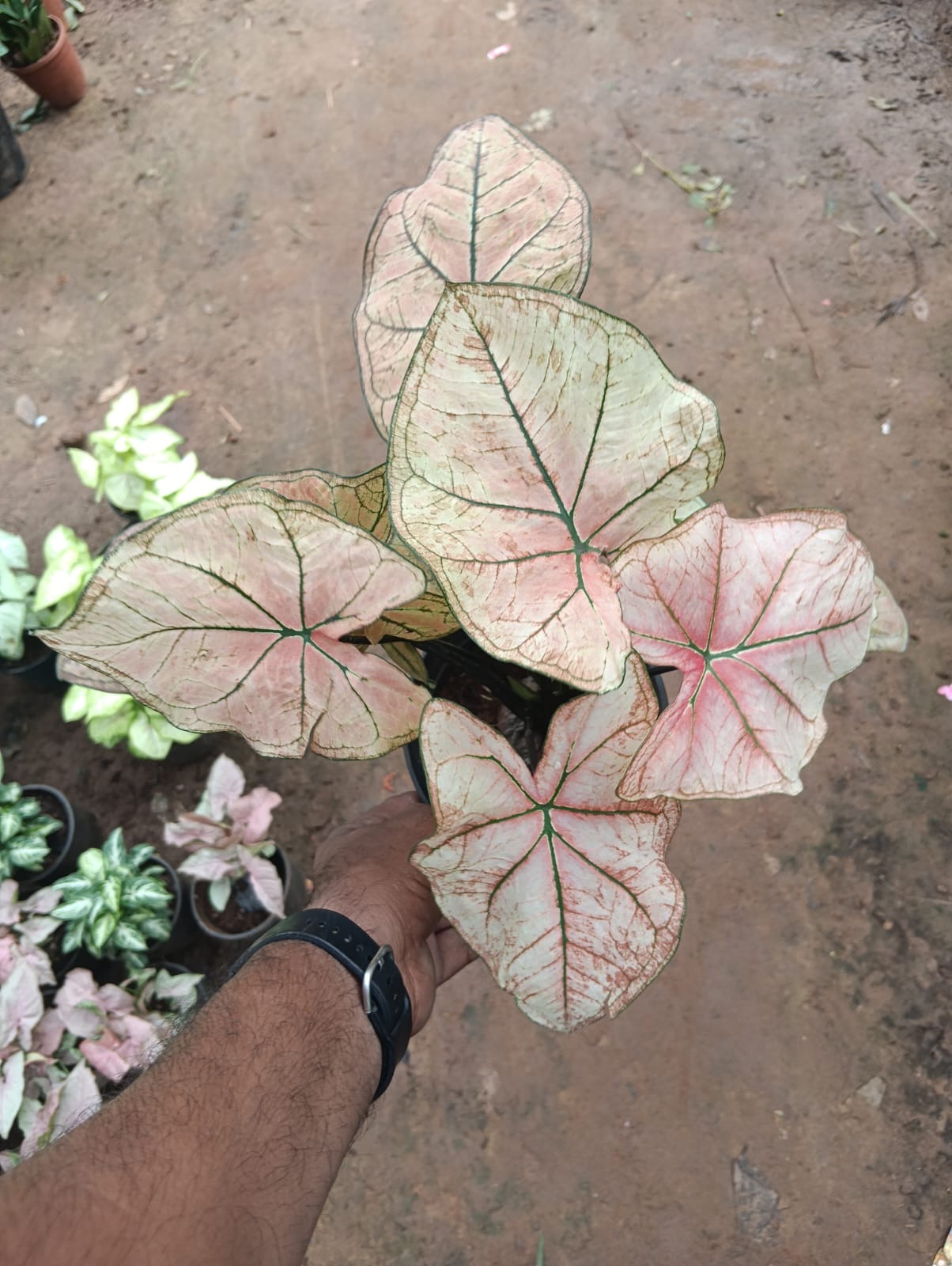 Pink and cream caladium plant with green veins in a nursery pot
