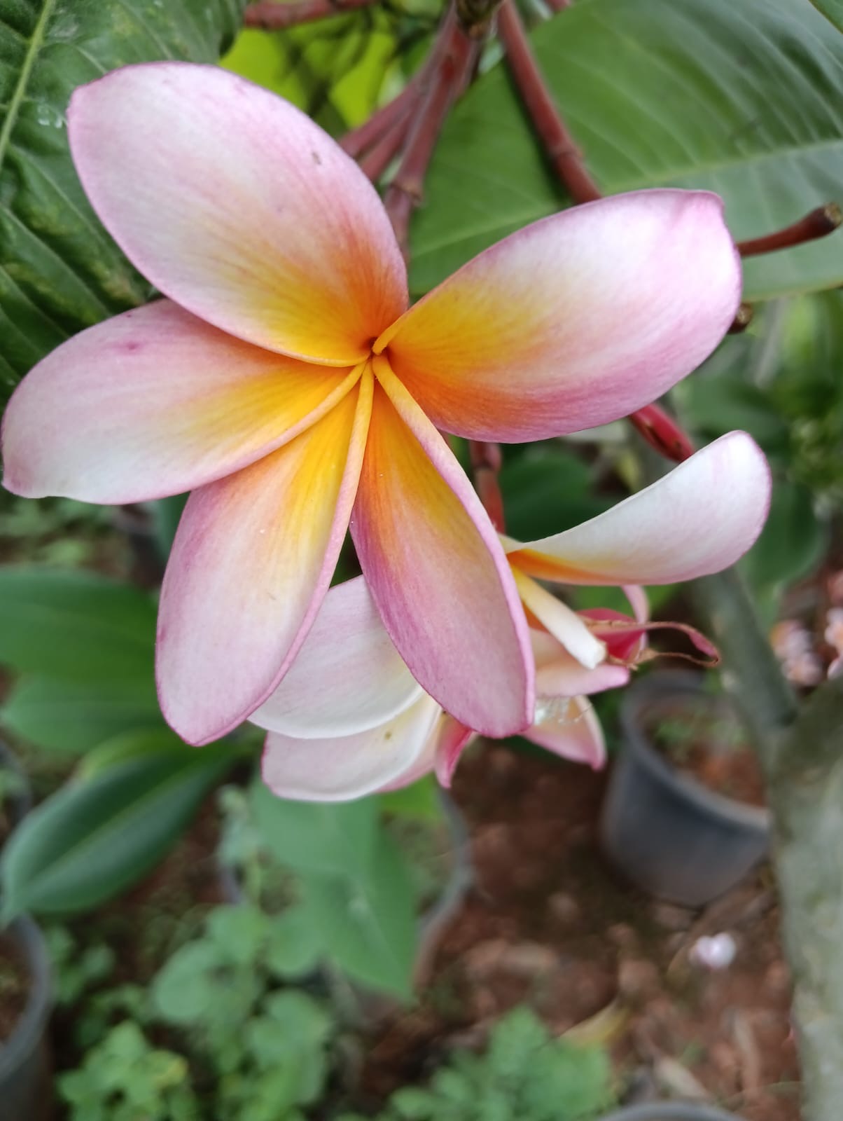 Pink and yellow frangipani (champa) flower blooming at Deepu Nursery