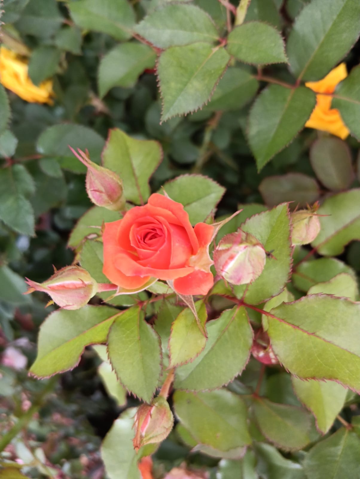 Orange rose in bloom with buds on a healthy rose plant