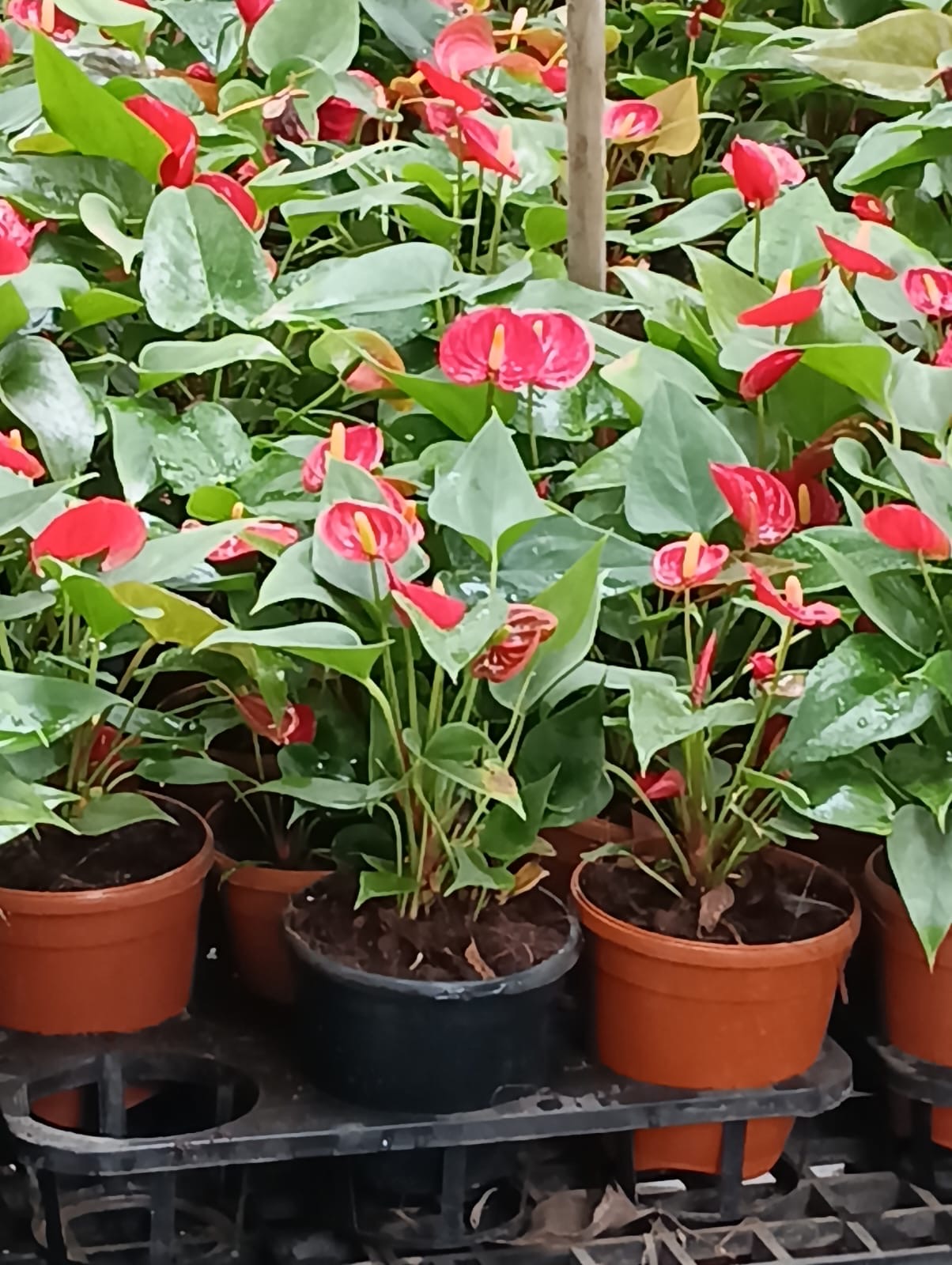 Red flowering anthurium plants in terracotta pots at Deepu Nursery