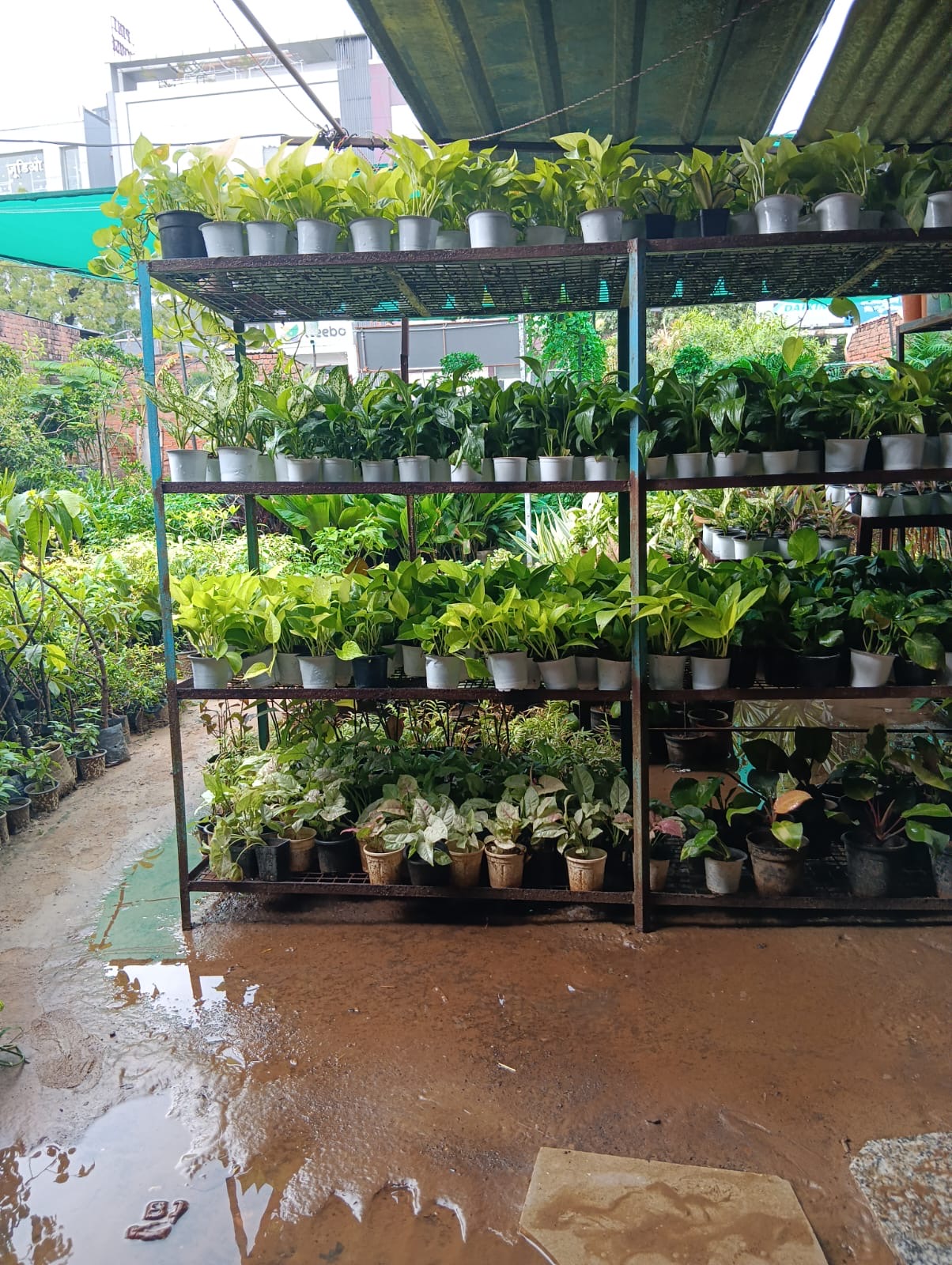 Rows of potted money plants, peace lilies and syngonium on shelves at Deepu Nursery in Vaishali Nagar, Jaipur