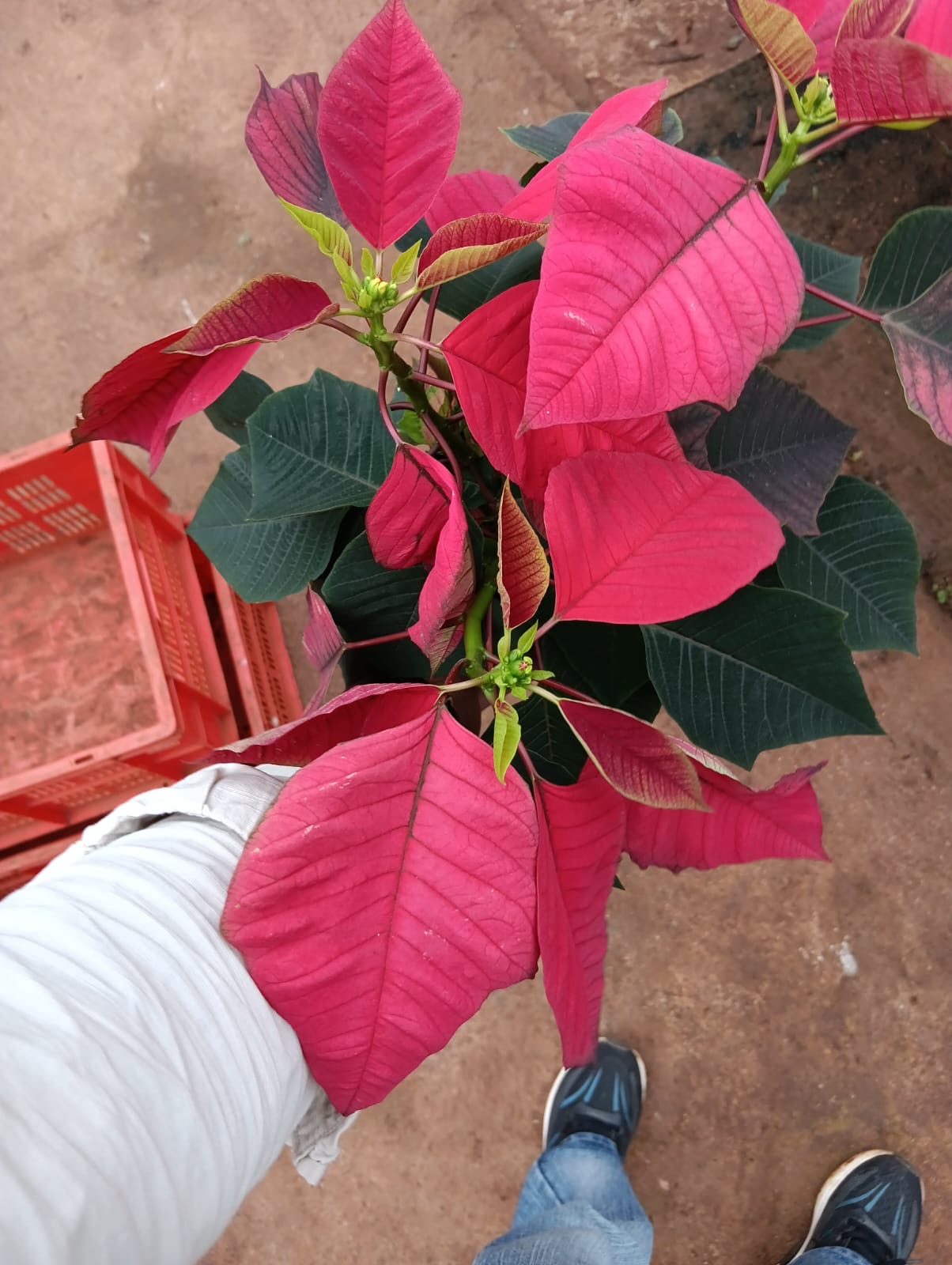 Bright pink poinsettia plant held at the nursery