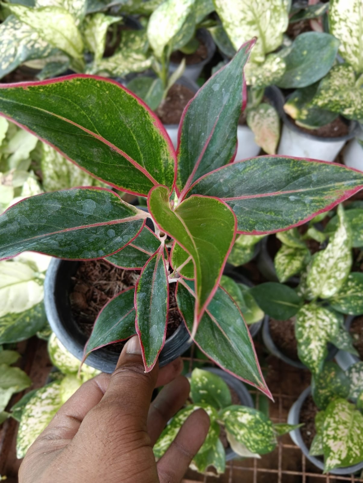Red-edged aglaonema plant held in hand at Deepu Nursery, with variegated indoor plants behind